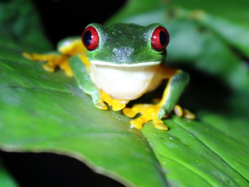 Oasis Frog Sanctuary night walk – OutHikers